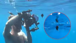 El ejemplar se trataba de una hembra y medía apenas 6 cm