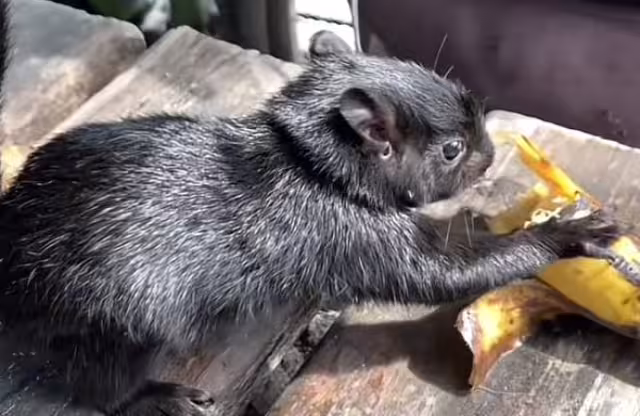 Ek Balam y Osmid recorren juntos la República Mexicana