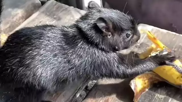 Ek Balam y Osmid recorren juntos la República Mexicana