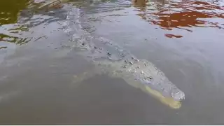 ¿Dónde se pueden encontrar cocodrilos en Yucatán?