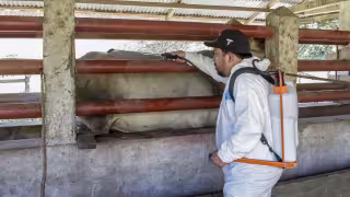 Avanza la miasis; Campeche registra 740 casos de gusano barrenador en 2026