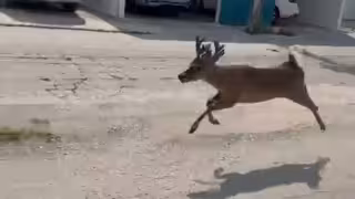 Protección Civil rescata a venado en fraccionamiento Mundo Maya