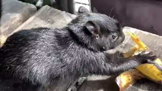 Ek Balam y Osmid recorren juntos la República Mexicana