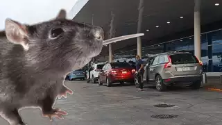 El ratón entró a una coladera del aeropuerto de Mérida, logrando escapar