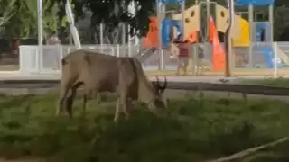 La aparición del ejemplar no representa un hecho aislado