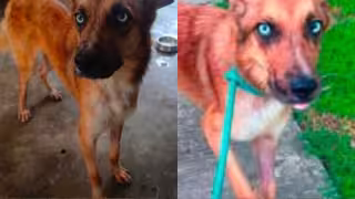 Rex fue rescatado en Ciudad del Carmen tras ser hallado en condiciones críticas de maltrato.