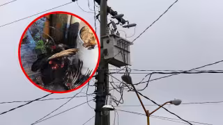 Un zopilote perdió la vida tras impactarse contra el cableado eléctrico