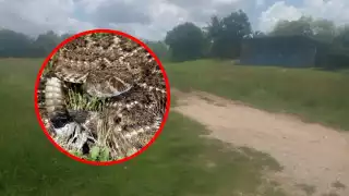 Vecinos de Tixkokob temen ser mordidos por alguna serpiente venenosa