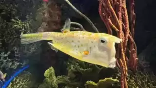 El llamado "Pez Trump" está causando sensación en las redes sociales por su parecido con Donald Trump