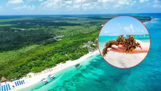 Hasta el momento no se han registrado rastro de macroalga