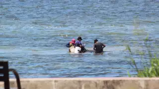 Captura del camaroncito en Champotón sigue pese a prohibición