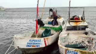 Se realizan operativos contra la depredación del pulpo maya en Campeche, pero sin detalles públicos por seguridad.