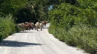 Piden a ganaderos reforzar cercos y evitar que animales escapen.