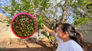 La producción de ciruela chiabal en 2026 enfrenta una temporada crítica en Hopelchén.