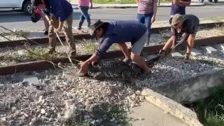 Un cocodrilo macho de más de 2 metros, conocido como Patroclo, fue capturado en la unidad habitacional Fidel Velázquez