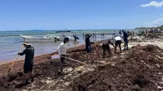 Arribo de sargazo en Mahahual supera los últimos tres años