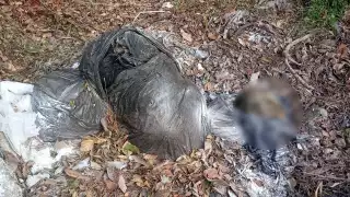 Cuerpo hallado desmembrado en Cancún corresponde a un menor de 16 años desaparecido