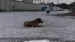 Agrupación rescatista busca reducir enfermedades de la fauna urbana en Chetumal