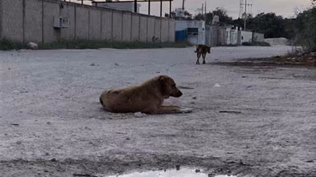 Agrupación “La última esperanza” busca reducir las enfermedades entre la fauna de Chetumal.