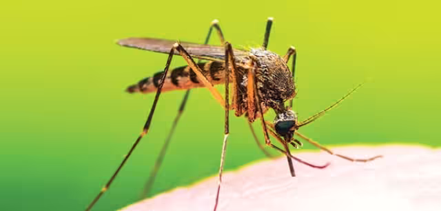 La presencia de mosquitos aumenta con las lluvias