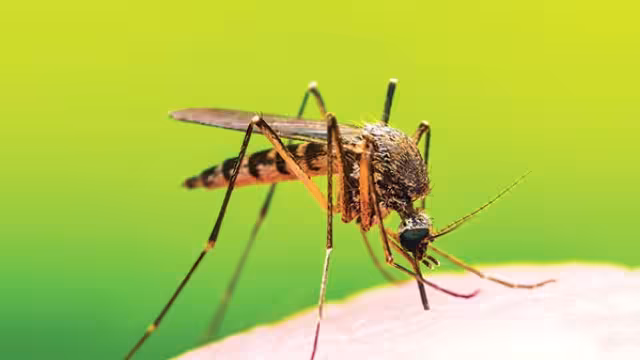 La presencia de mosquitos aumenta con las lluvias