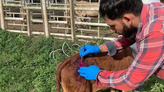 Piden calma a los ganaderos de la región para el control de la larva, reportar los casos sospechosos y que apliquen adecuadamente el medicamento a los animales afectados Piden calma a los ganaderos de la región para el control de la larva, reportar los casos sospechosos y que apliquen adecuadamente el medicamento a los animales afectados