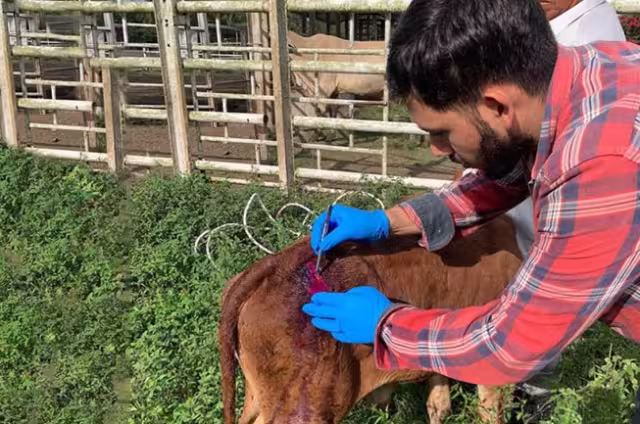 Piden calma a los ganaderos de la región para el control de la larva, reportar los casos sospechosos y que apliquen adecuadamente el medicamento a los animales afectados