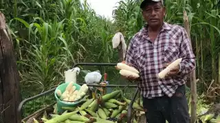 Beneficiarios de comunidades como Yaxhá e Iturbide reportaron que sus tarjetas carecen de fondos.