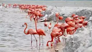 La contaminación, la caza furtiva, la tala ilegal, la ganadería extensiva y el crecimiento poblacional amenazan a las especies silvestres