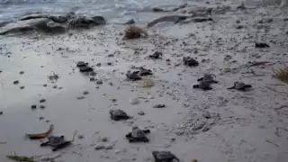 100 tortuguitas de carey fueron liberadas en el campamento tortuguero de San Lorenzo