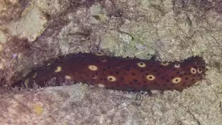 Pesca furtiva pone al borde de la extinción al pepino de mar en la Península de Yucatán