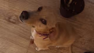 Esterilización ayuda a prevenir enfermedades y proteger la salud pública en Yucatán