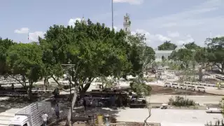 Más de  100 árboles mayas   embellecerán a la Plaza Grande de Mérida