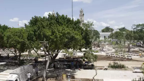 Se seleccionaron cinco de las especies más importantes para la cultura maya, como ceiba y álamo Se seleccionaron cinco de las especies más importantes para la cultura maya, como ceiba y álamo