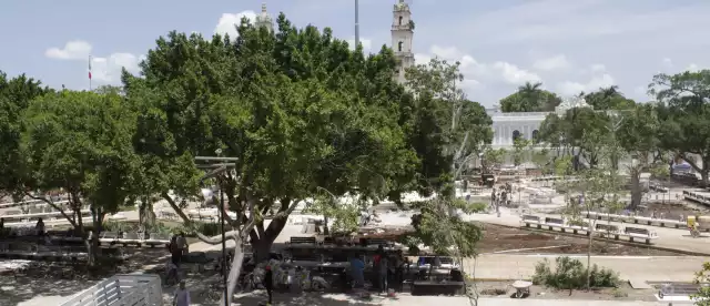 Se seleccionaron cinco de las especies más importantes para la cultura maya, como ceiba y álamo