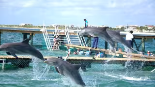 Hasta 240 cetáceos permanecen en cautiverio sin un censo oficial; la organización internacional PETA reclama la creación de un santuario tras la prohibición federal de reproducir estas especies y la incertidumbre sobre su futuro en el Caribe Mexicano