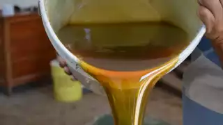 De 40 a 5 tambores: apicultura en caída libre por el desmonte