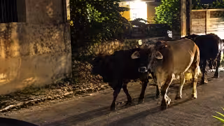 Fuga de reses desata pánico y movilización policial en la colonia Ana María Farías de Tenabo