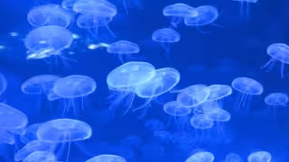 Pescadores enfrentan menor productividad por presencia de dedal