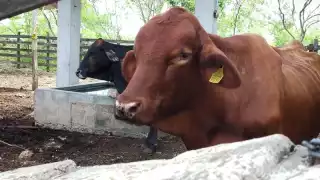 Los nuevos casos se registraron en 14 municipios de la entidad