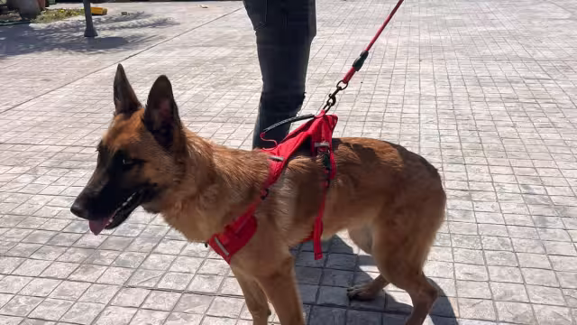 Los perros rescatistas han sido revisados para descartar algún maltrato