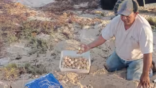 Primera tortuga de carey de 2026 llega a Campeche y deposita 148 huevos en Punta Xén