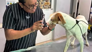 Más de 300 casos de gusano barrenador en mascotas de Campeche