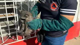 Temen riesgo de rabia en Ciudad del Carmen tras aparición de mapaches en vecindarios 