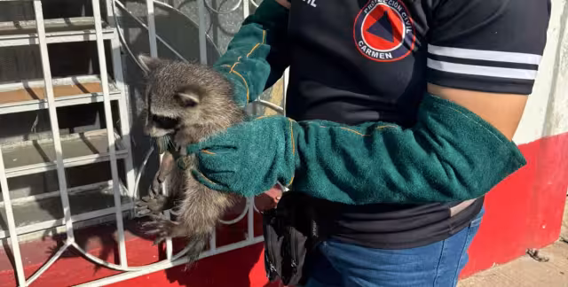 Una cría de mapache se refugió en una ventana de una casa en la avenida 10 de Julio, perseguido por un perro
