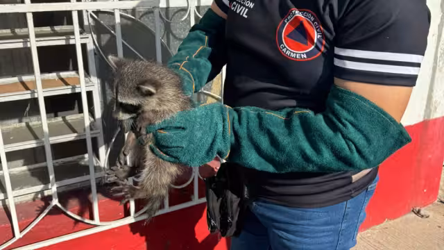 Una cría de mapache se refugió en una ventana de una casa en la avenida 10 de Julio, perseguido por un perro