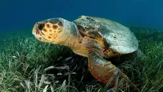 Cada 23 de mayo se celebra el Día Mundial de la Tortuga