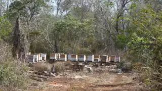 Apicultores campechanos enfrentan rezago por frentes fríos en colmenas