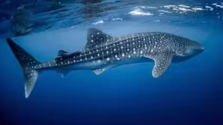 Norte de Yucatán concentra la mayor agrupación de tiburones ballena del planeta