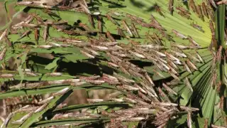 Panabá, Buctzotz y Cacalchén fue ron algunas de las zonas invadidas.